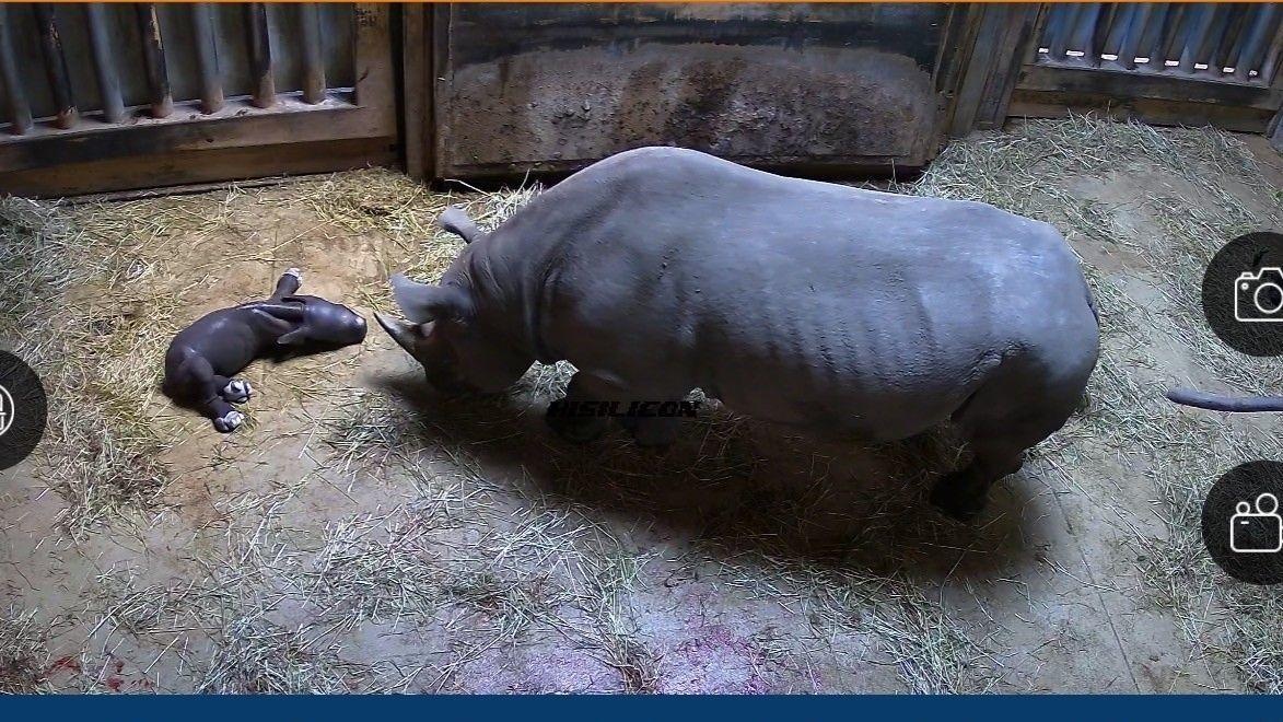 te giac chao doi anh 1