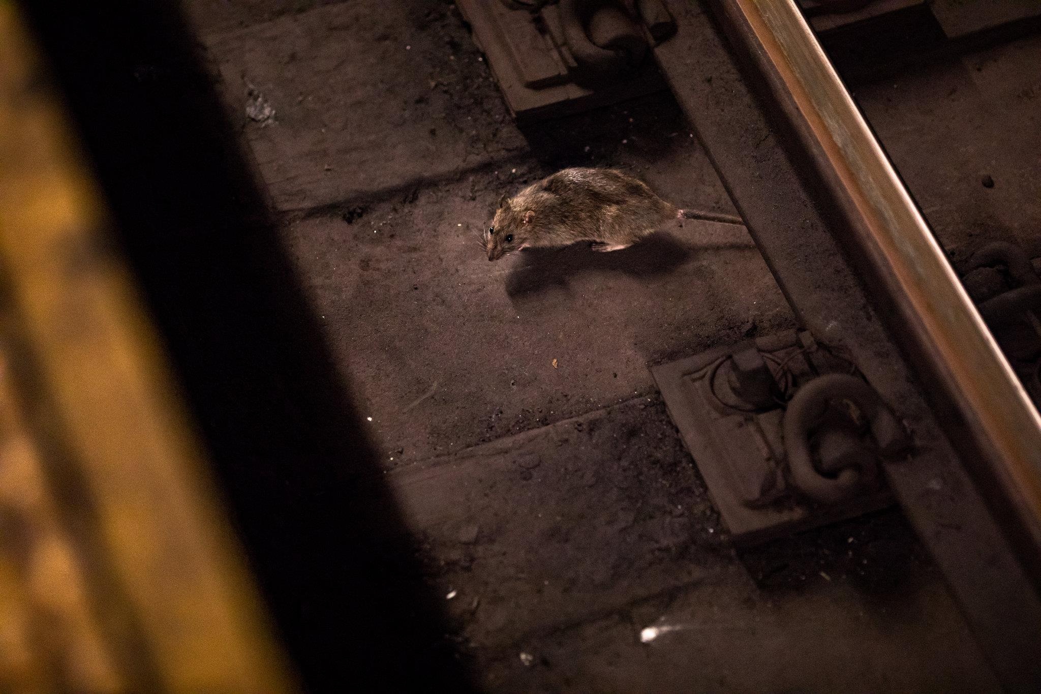 chuot xam chiem New York anh 2