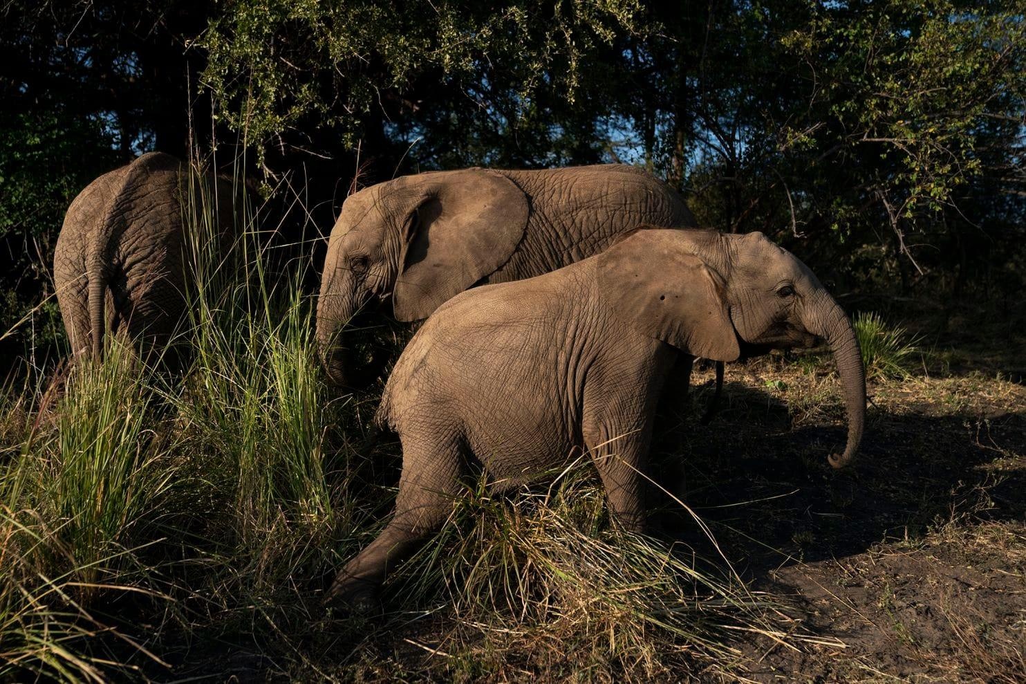 Nguoi Botswana phan no truoc su long hanh cua loai voi hinh anh