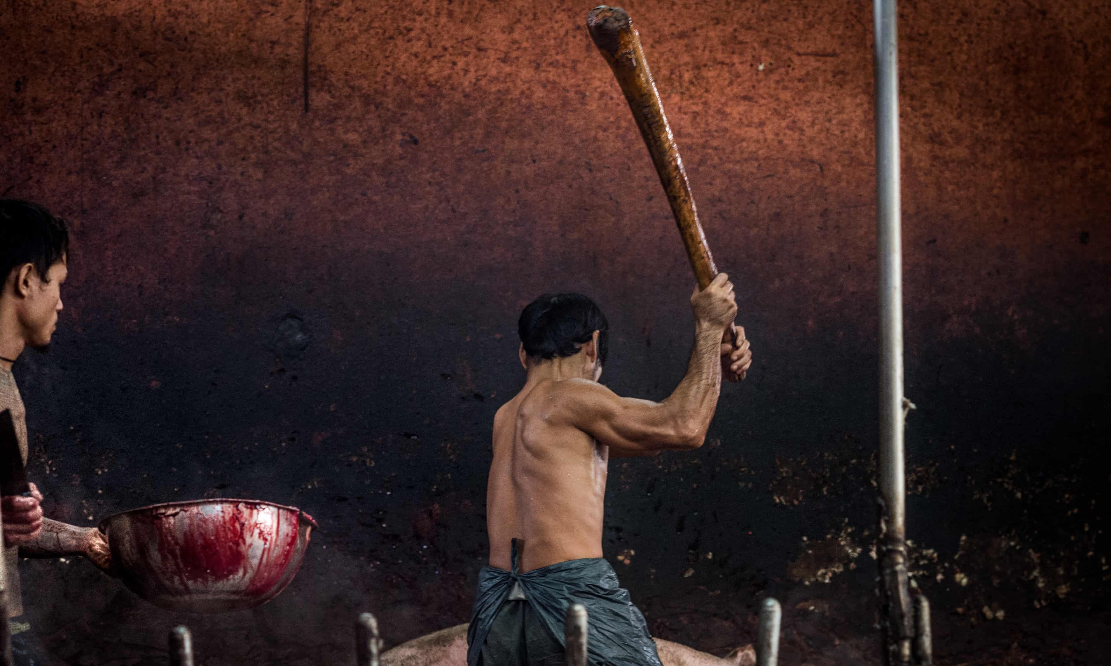 Danh lon bat tinh va su tan bao trong cac lo giet mo o Thai Lan hinh anh