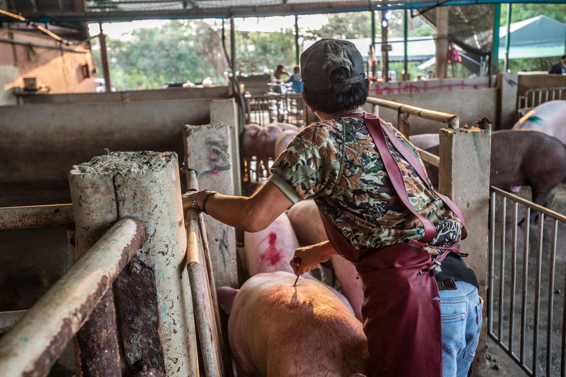 giet mo lon o Thai Lan anh 4