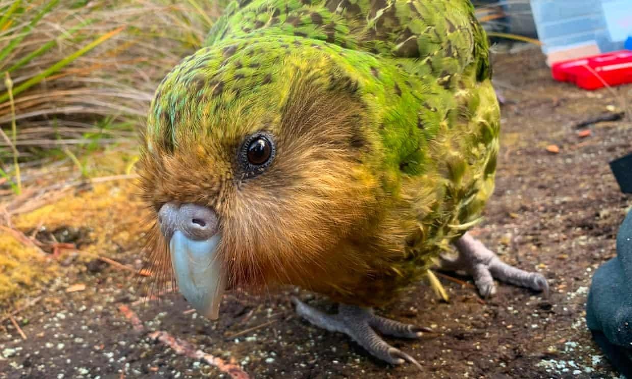 vet kakapo anh 1