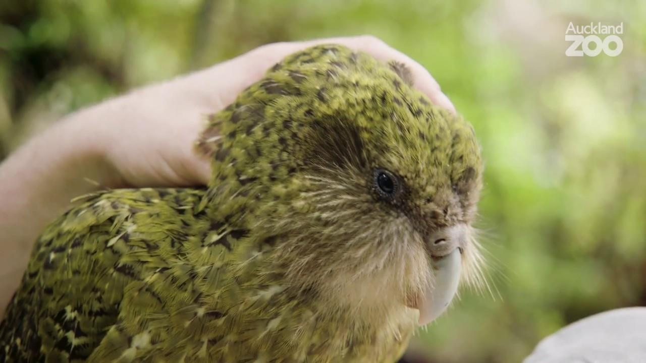 vet kakapo anh 2