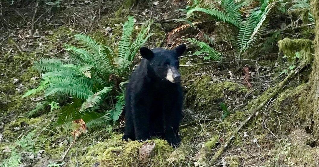 Gau den o My bi tro tu vi qua nhieu nguoi cho an va chup anh cung hinh anh