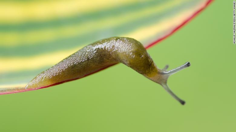 ốc sên làm tê liệt đường sắt cao tốc Nhật Bản ảnh 1 oc sen lam te liet duong sat cao toc Nhat Ban anh 1