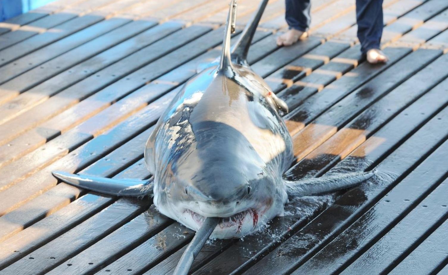 Noi so ca map trang deo dang nguoi dan Cape Cod o My hinh anh