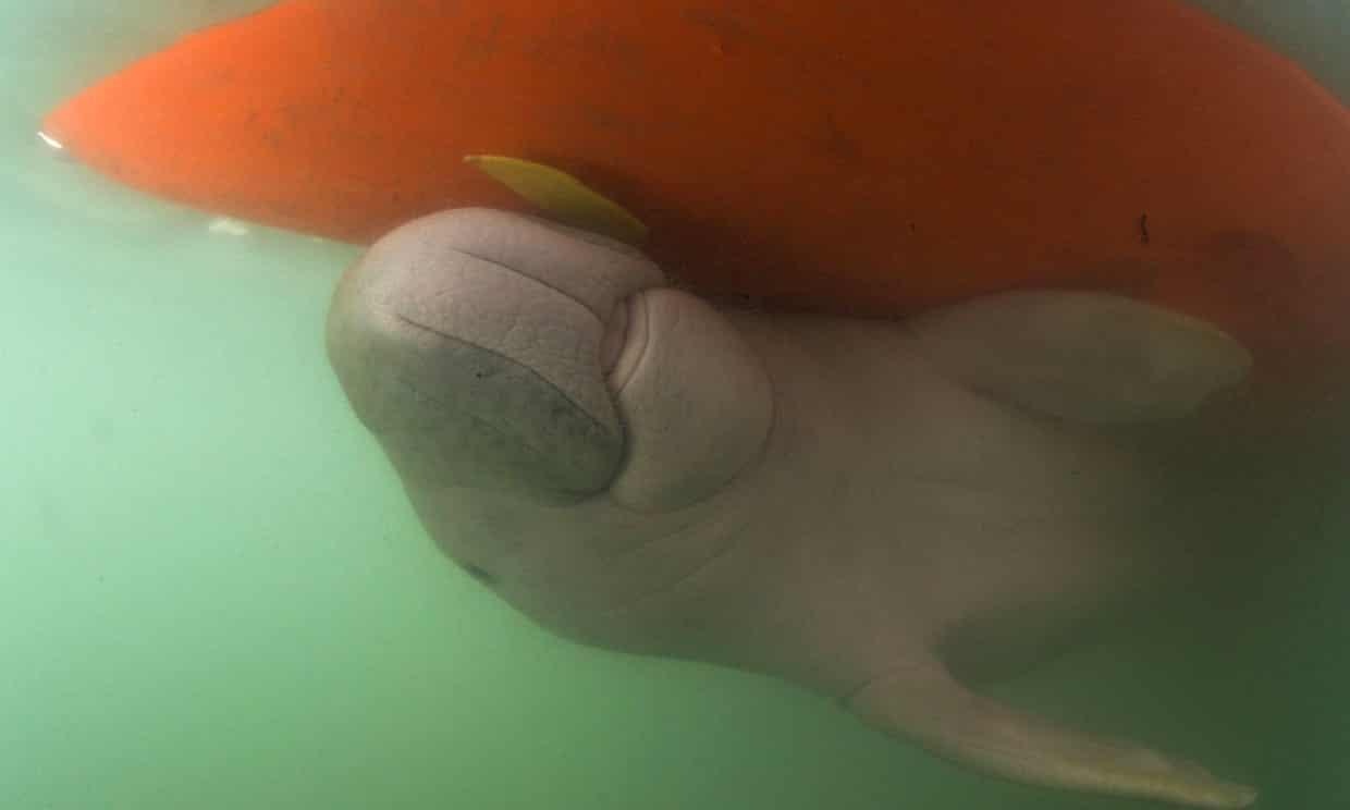 bo bien lac me anh 2