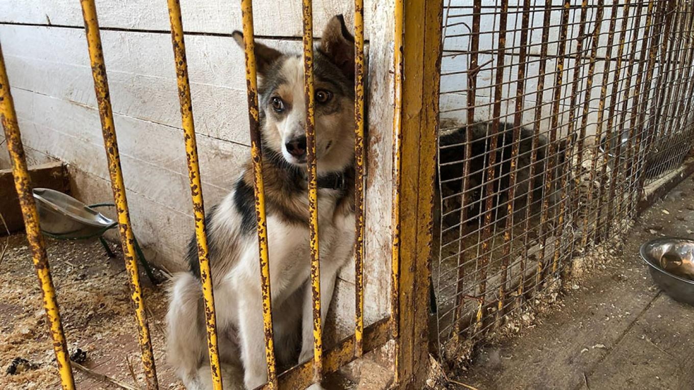 Lu lut lich su o Siberia, Nga dung xe tang loi nuoc giai cuu dong vat hinh anh