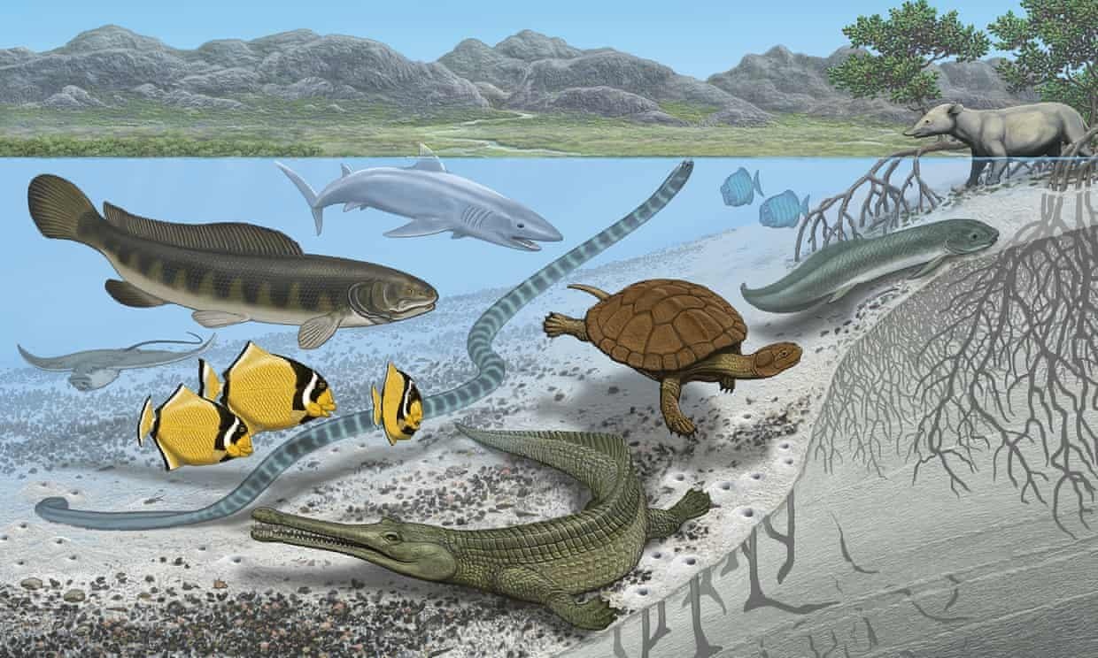 Sa mac Sahara kho can tung la noi nhung sinh vat bien lon nhat cu ngu hinh anh