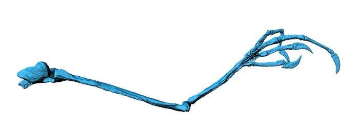 hóa thạch chân chim trong cục hổ phách ảnh 2 hoa thach chan chim trong cuc ho phach anh 2