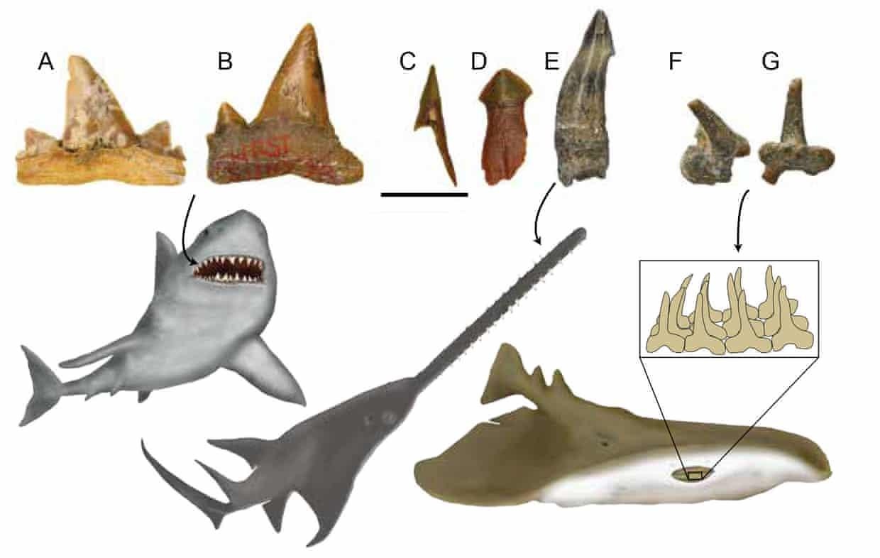 hoa thach o sa mac Sahara anh 2