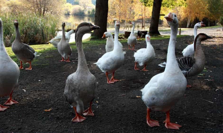 Dan ngong noi tieng o Australia co the bi di doi, cu dan phan no hinh anh