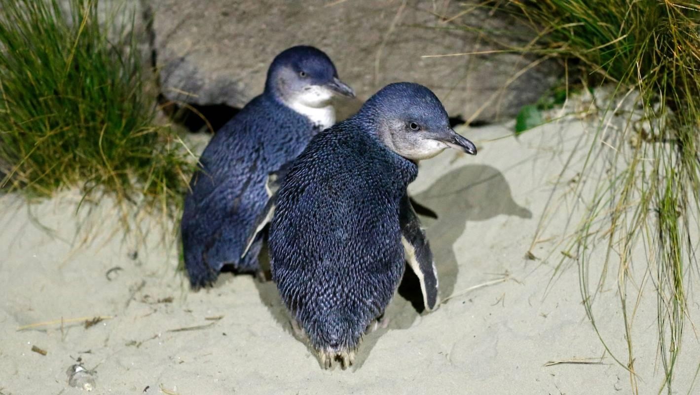 Canh sat NZ bat cap chim canh cut tron trong nha hang sushi hinh anh