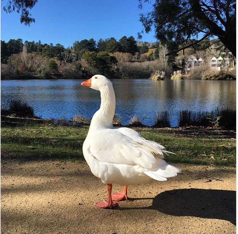 Đàn ngỗng nổi tiếng ở Australia có thể bị di dời ảnh 2 Dan ngong noi tieng o Australia co the bi di doi anh 2