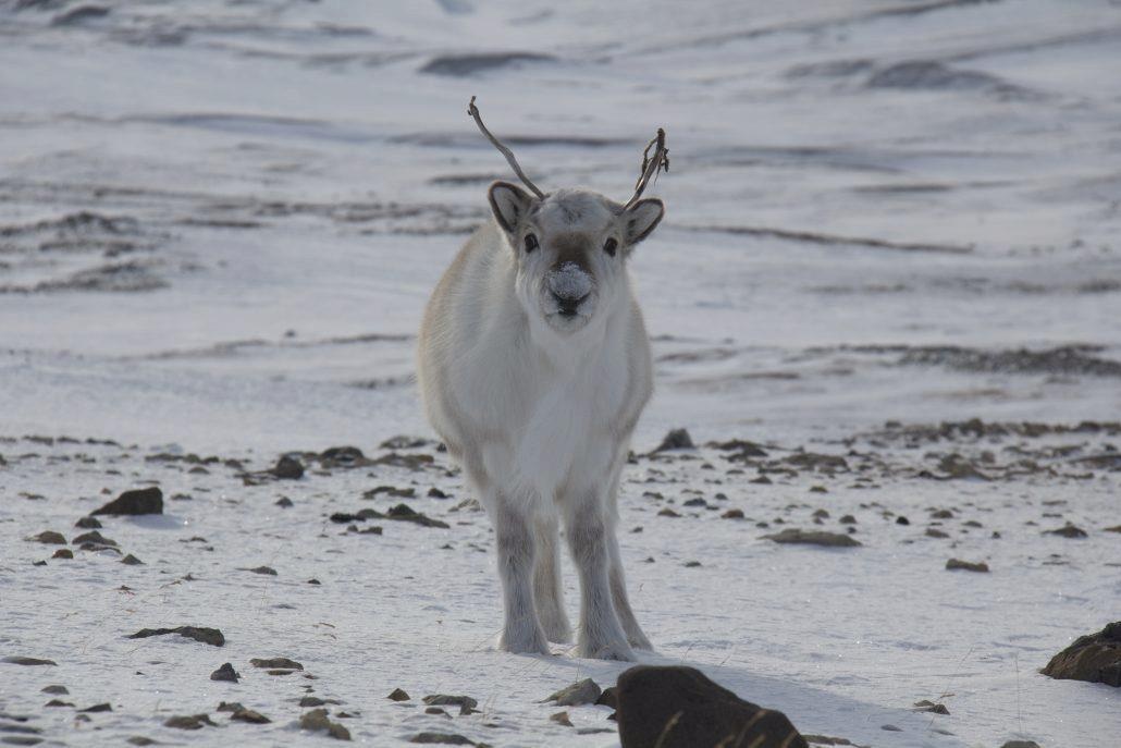 200 con tuan loc chet doi tren quan dao Bac Cuc do bien doi khi hau hinh anh