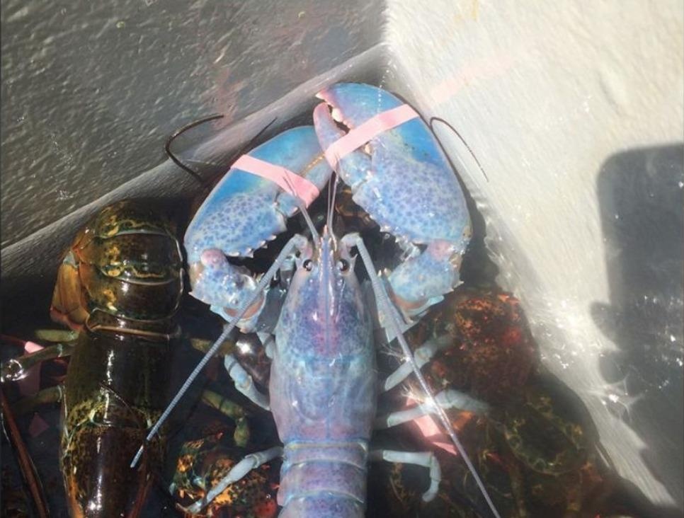 Ngu dan My bat duoc tom hum mau keo bong sieu quy hiem hinh anh