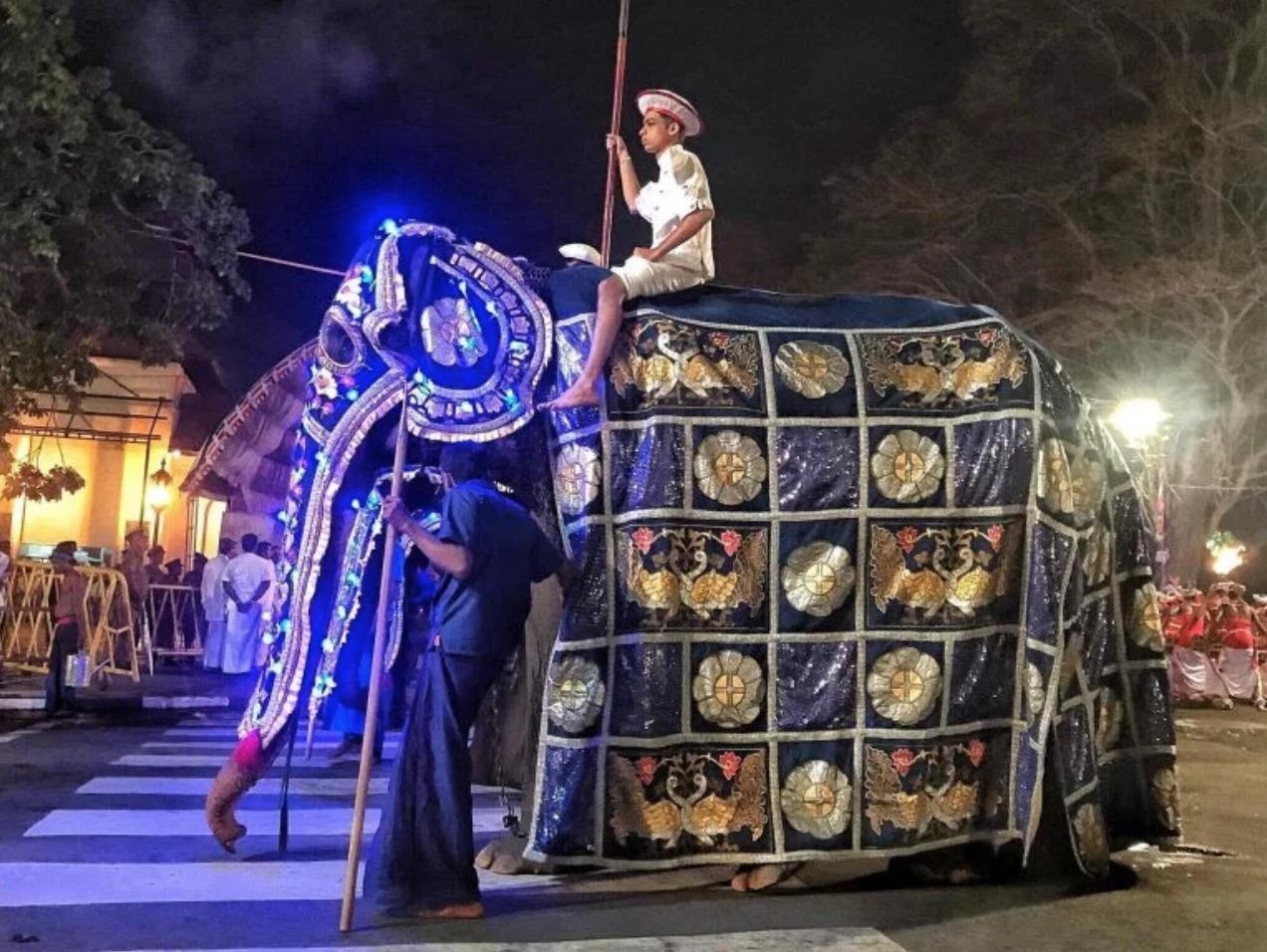 Voi bị bạo hành đến trơ xương trong lễ hội ảnh 2 Voi bi bao hanh den tro xuong trong le hoi anh 2