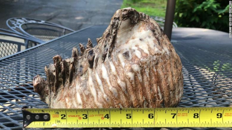 Cau be My bat ngo phat hien rang voi ma mut tuyet chung 10.000 nam hinh anh