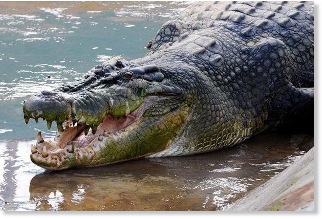 Be trai 10 tuoi bi ca sau an thit truoc mat anh chi ruot o Philippines hinh anh