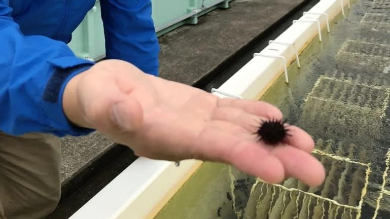 nhum biển Nhật Bản ảnh 2 nhum bien Nhat Ban anh 2