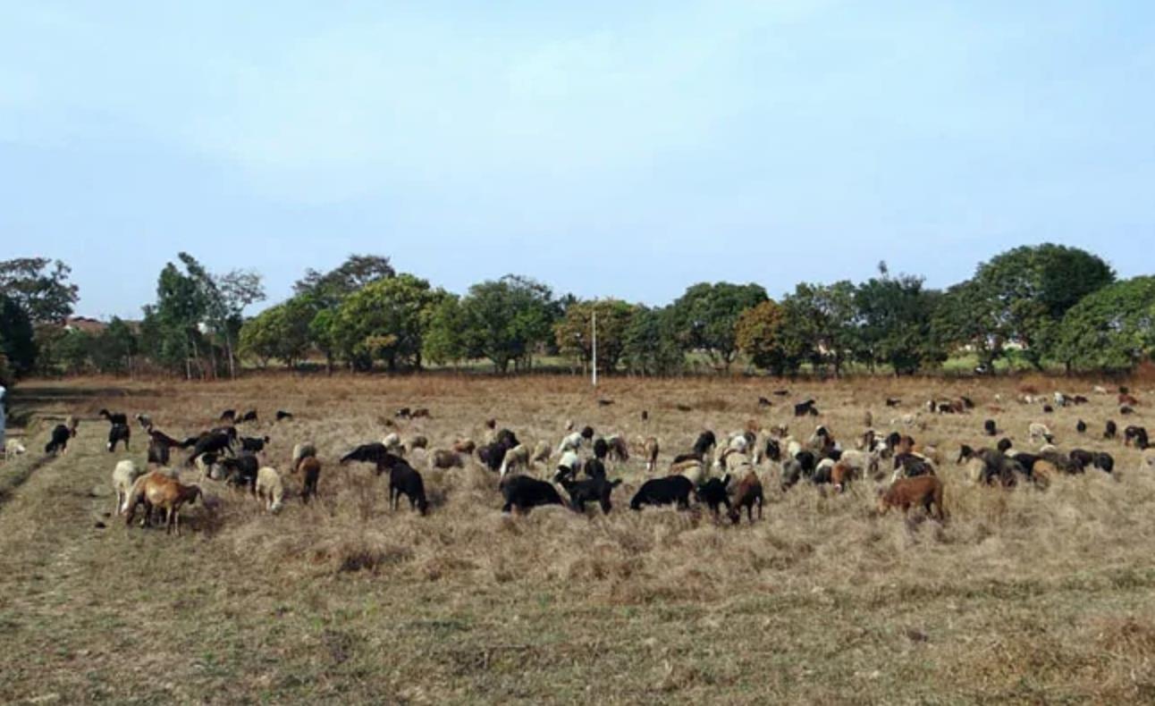 Nguoi dan ong An Do doi vo lay 71 con cuu hinh anh