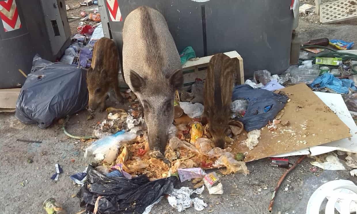 Thi tran Tay Ban Nha su dung nuoc tieu cho soi de duoi lon rung hinh anh