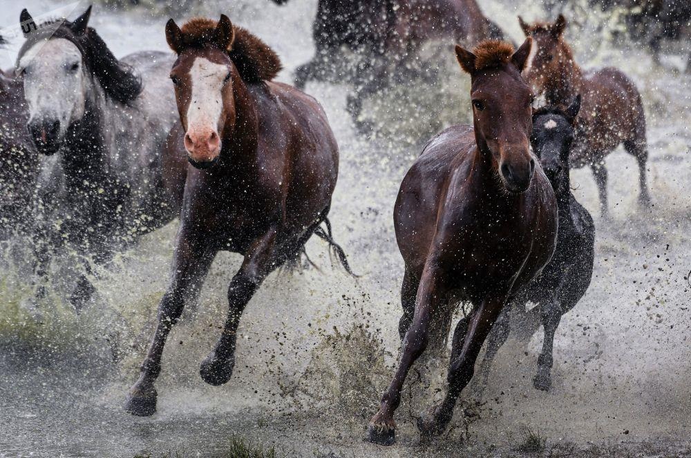 Leu Yurt, dan du muc, tuong Thanh Cat Tu Han dua du khach den Mong Co hinh anh