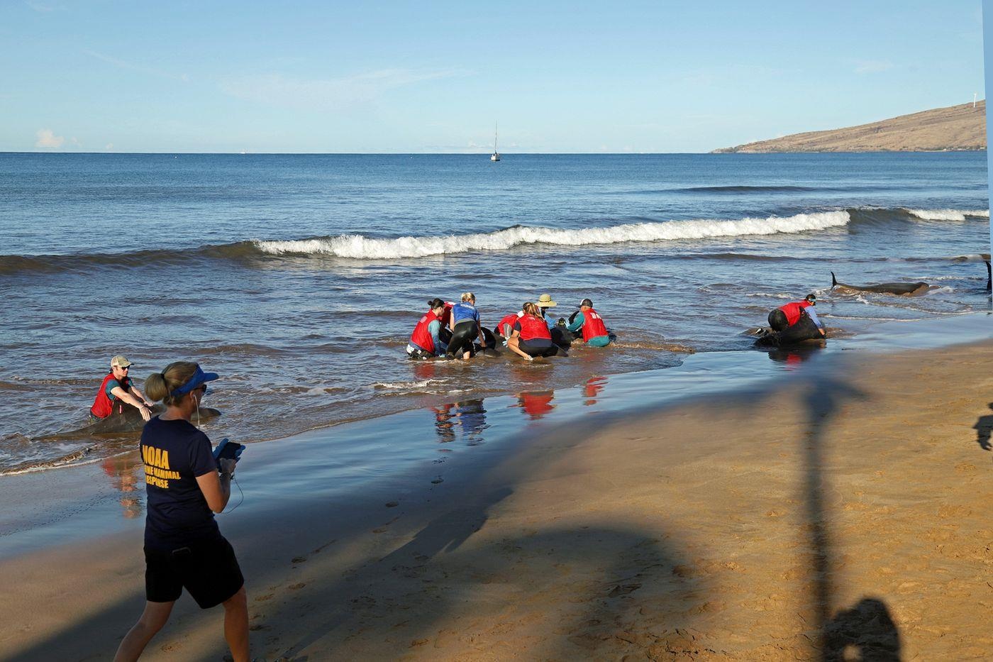 My tro tu 4 con ca voi bi mac can tren bien Maui o Hawaii hinh anh