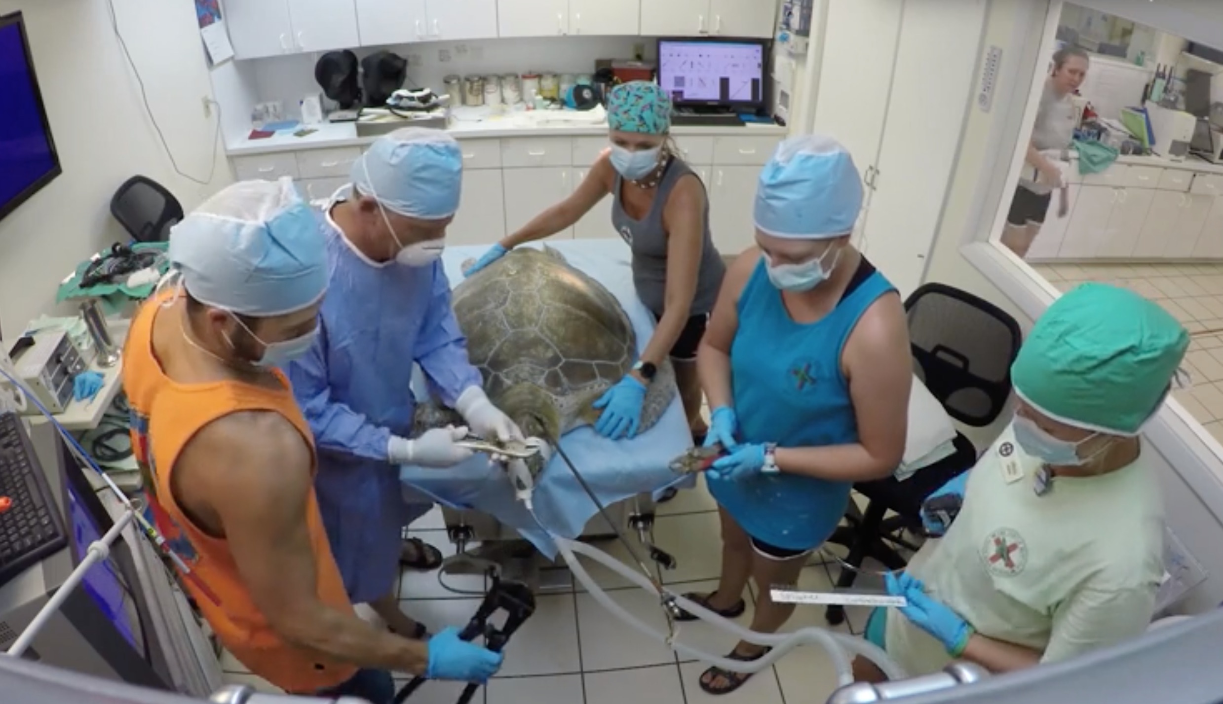 Rua bien bi giao gan 1 m dam, benh vien treo thuong de tim thu pham hinh anh