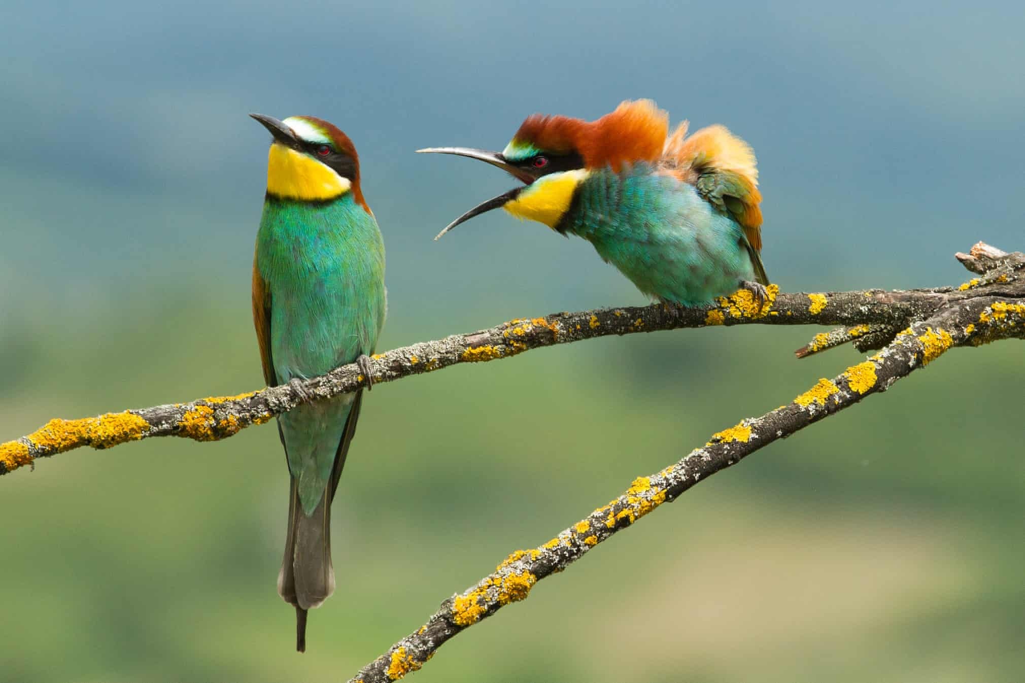 cuộc thi nhiếp ảnh động vật ảnh 13 cuoc thi nhiep anh dong vat anh 13