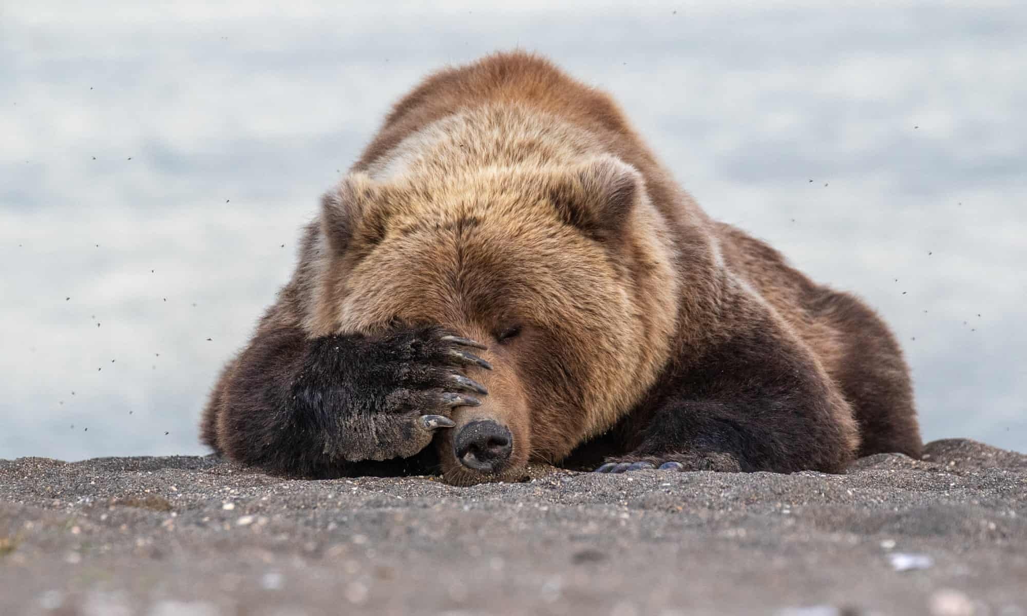 cuộc thi nhiếp ảnh động vật ảnh 8 cuoc thi nhiep anh dong vat anh 8