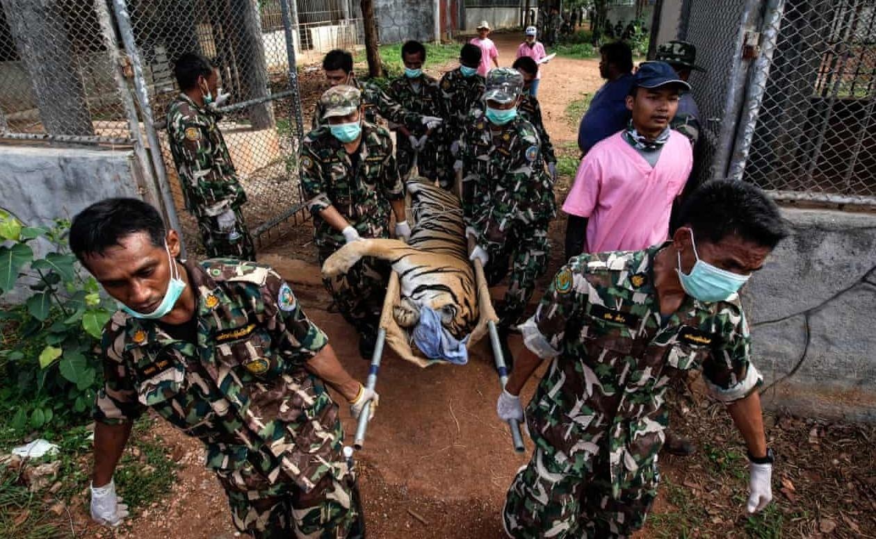 86 con ho chet sau khi duoc giai cuu khoi ngoi chua Thai gay tranh cai hinh anh