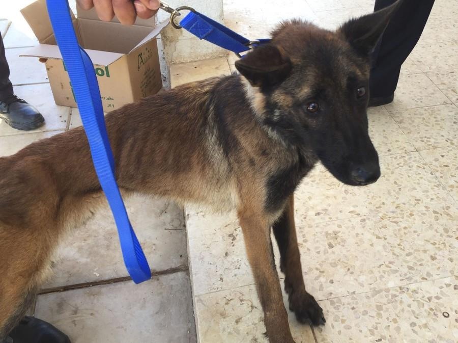 Cho nghiep vu My chi con da boc xuong sau khi toi Jordan ra bom hinh anh