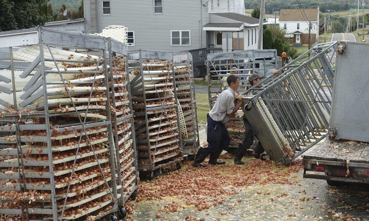 Dang tren duong den lo ap o My, 136.000 trung ga roi khoi xe tai hinh anh