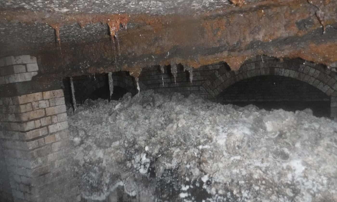 'Quai vat beo' khong lo o Anh trong ruot day khan uot, rang gia hinh anh