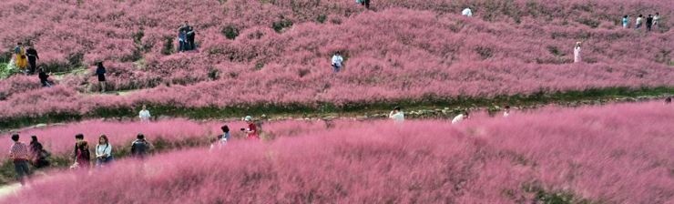 Canh dong hong muhly anh 1