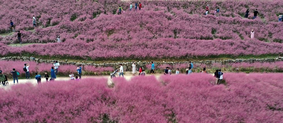 Canh dong hong muhly anh 2