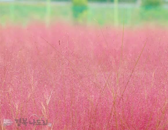 Canh dong hong muhly anh 8