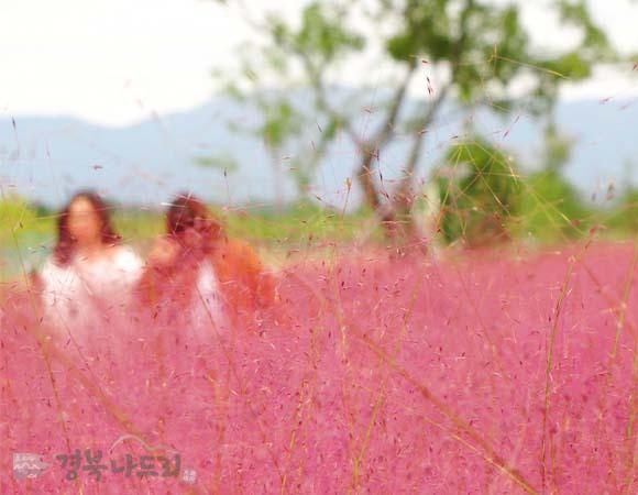 Canh dong hong muhly anh 9