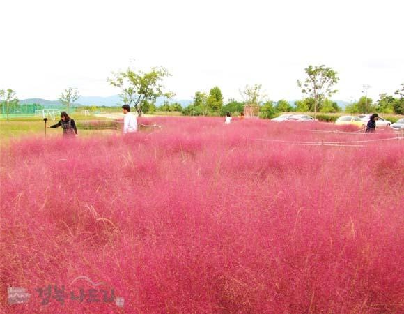 Canh dong hong muhly anh 7