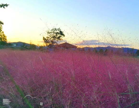 Canh dong hong muhly anh 10