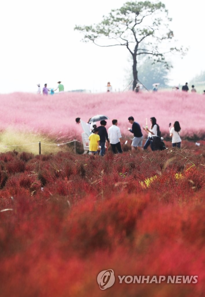 Canh dong hong muhly anh 5