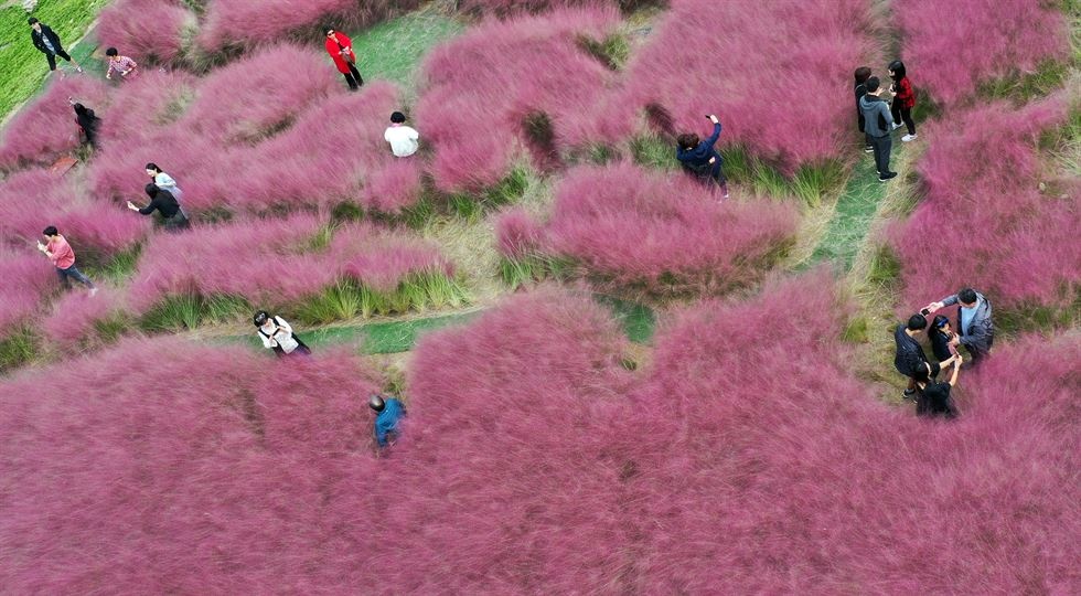 Canh dong hong muhly anh 3