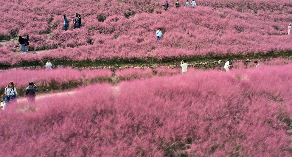 'Thien duong mau hong' giua Han Quoc - diem check-in mua thu ly tuong hinh anh