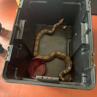 Trăn xiết mồi bò qua ban công ảnh 1 Tran xiet moi bo qua ban cong anh 1