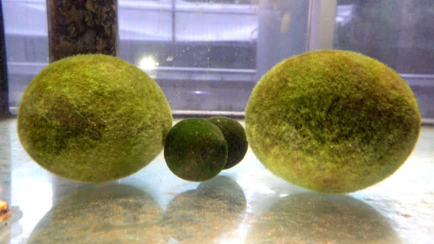 Nhat cho Dai Loan muon bau vat quoc gia hinh anh