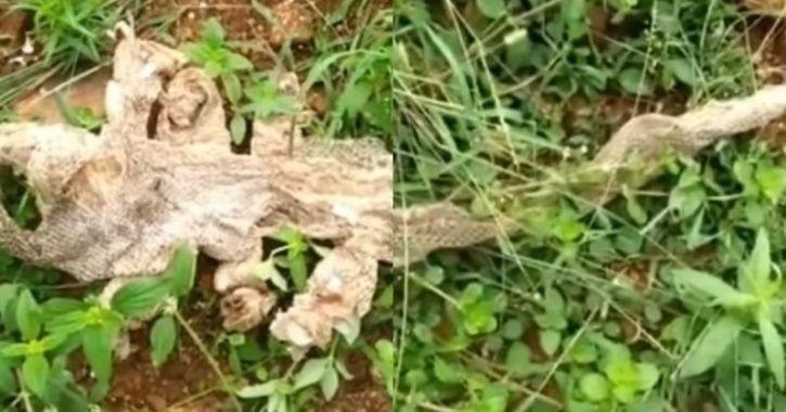 Bat gap da ran 7 dau gan den, dan lang An Do xon xao ve 'than ran' hinh anh