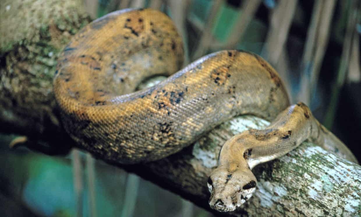 Australia canh bao nguoi dan ve tran xiet moi vi tim thay bo da cua no hinh anh