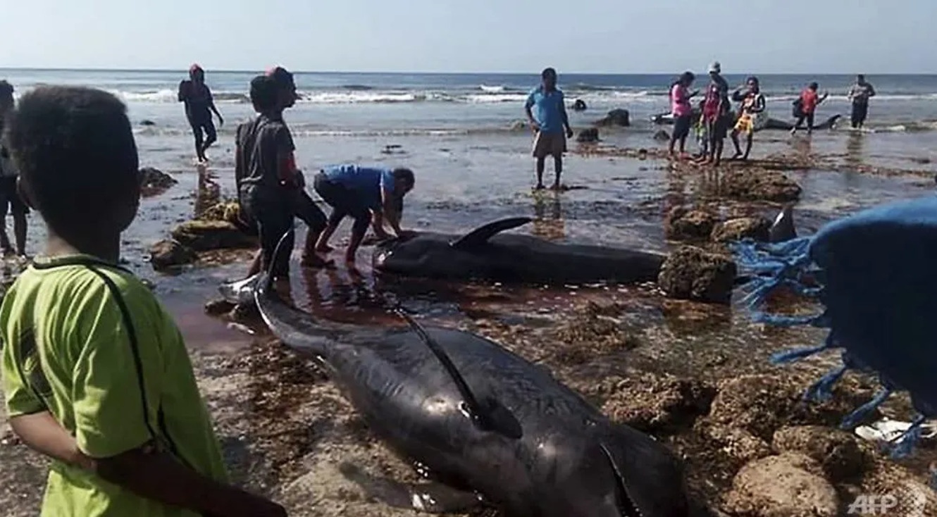 Ca voi chet nhuom do bien Indonesia, nhieu vet rach tren co the hinh anh