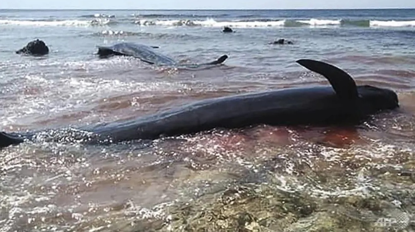 17 con cá voi mắc cạn ảnh 1 17 con ca voi mac can anh 1